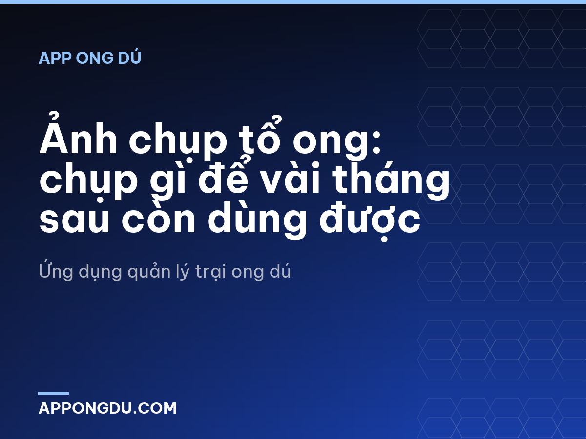 Ảnh chụp tổ ong: chụp gì để vài tháng sau còn dùng được